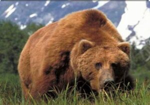 مشاهده و ثبت بیش از ۳۰ قلاده خرس قهوهای