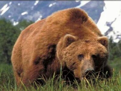 مشاهده و ثبت بیش از ۳۰ قلاده خرس قهوهای