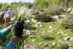 ممنوعیت برداشت گیاهان دارویی در سمنان؛ برخورد قضایی در انتظار متخلفان
