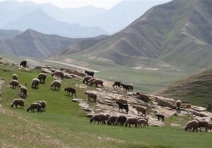 نرخ تعرفههای مرتعی در سال ۱۴۰۵ اعلام شد