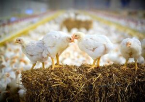 نشانههای تعادل در صنعت مرغ از اردیبهشت