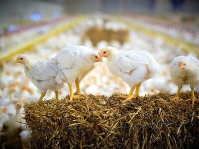 نشانههای تعادل در صنعت مرغ از اردیبهشت