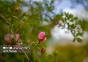 هوای آذربایجان غربی تا پایان هفته بارانی است؛ پیش بینی وزش باد شدید