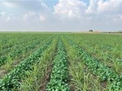 ورود ۱۵ رقم بذر جدید به کشاورزی کشور تا پایان سال