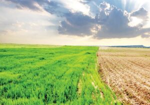 چالشهای اقلیمی کشاورزی ایران؛ از خشکسالی تا امنیت غذایی