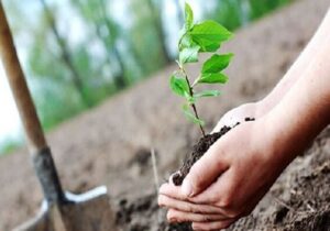 کاشت نهال به یاد شهدای جنگ تحمیلی رمضان به بهانه روز جهانی زمین پاک