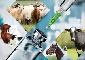 کشف ۲۰ قلم داروی دامی غیرمجاز در خراسان جنوبی