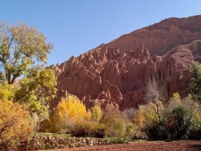 بحران تنوع زیستی، تهدیدی جهانی برای آینده بشریت است