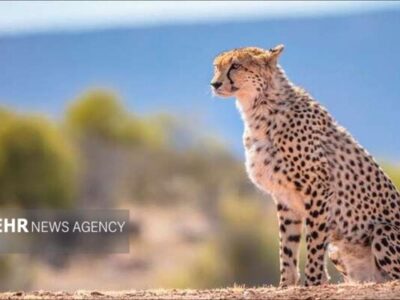 راهکارهای نجات یوز آسیایی؛ کنترل سرعت و فنسکشی در مسیرهای پرخطر