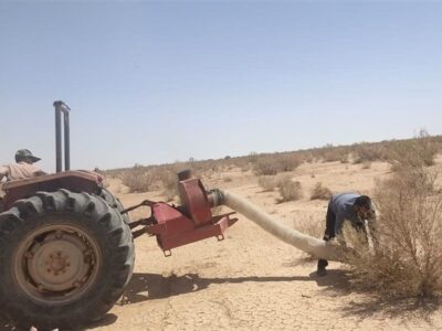 ملخهای بومی برای تولید خوراک طیور و آبزیان جارو میشوند