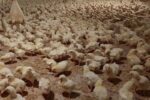 هیچ موردی از آنفلوآنزای فوقحاد پرندگان در سال گذشته گزارش نشد