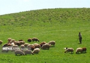 ارزش علوفه مراتع اصفهان به ۶ هزار میلیارد تومان میرسد