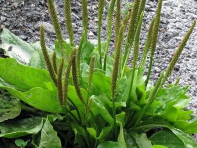 بارهنگ؛ گیاه دارویی برای بهبود زخم ها و کاهش سرفه