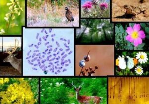 آغاز مسیر علمی برای تقویت تنوع ژنتیکی