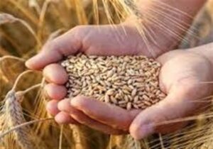 هرگونه جابهجایی غیرمجاز گندم قاچاق است