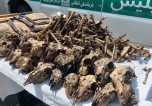 توضیح محیطزیست درباره کشف ۴۱ جمجمه حیاتوحش از خانهای در شاهینشهر