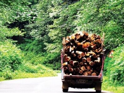 کشف ۲ تن چوب درخت تاغ در کوهپایه اصفهان؛ قاچاقچیها متواری شدند