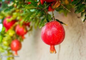 انار؛ میوهای با خواص درمانی!