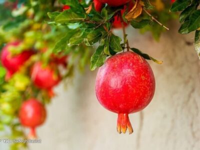 انار؛ میوهای با خواص درمانی!