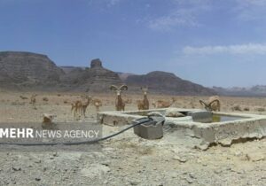 تانکر آب غیرمجاز توقیف و به حیاتوحش پارک ملی کلاهقاضی اهدا شد