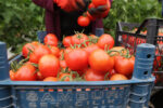 مکزیک و هلند در صدر بازار جهانی گوجه فرنگی؛ صادرات ایران ۳۳ درصد کاهش یافت